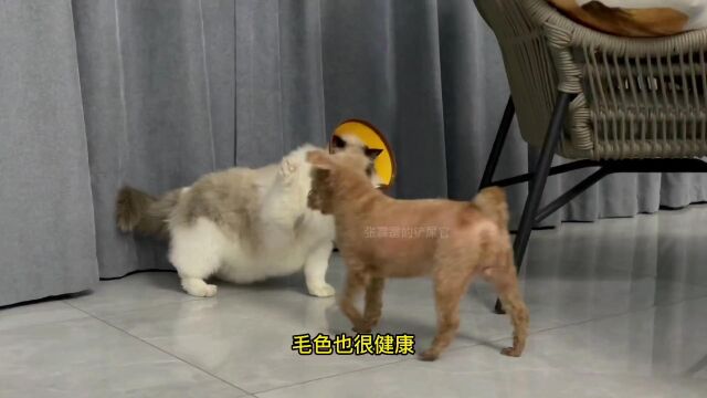 一招解决养贵宾犬容易遇到的两大问题?天生不一样,营养不一样