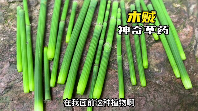 农村称为“接骨草”的植物木贼,能接骨吗?有什么作用?