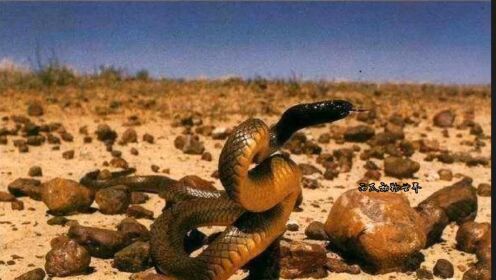 内陆太攀蛇之谜（二）世界第一毒蛇是如何炼成的