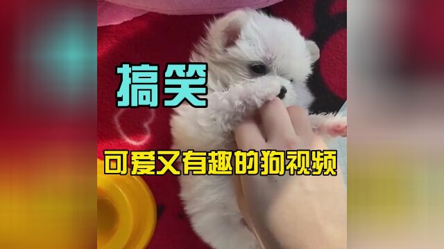 可爱又有趣的狗视频