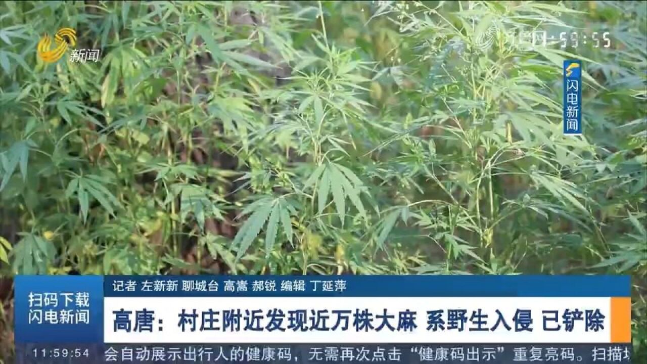 一株不留!高唐一村庄发现近万株大麻,系野生入侵,警方及时铲除