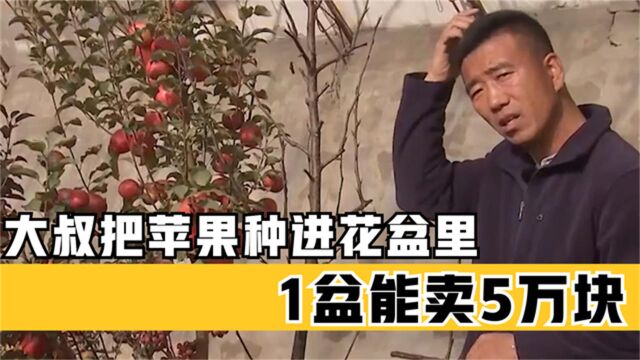 河北大叔把苹果种在花盆里,1盆卖5万元高价,每年狂赚7000万