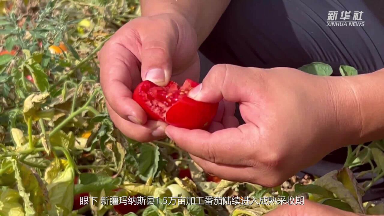 新疆玛纳斯:万亩番茄喜获丰收