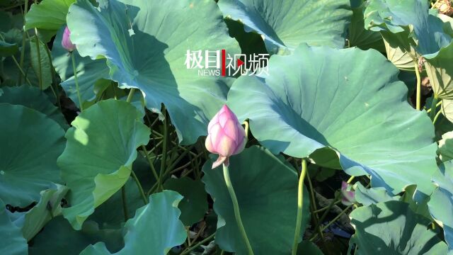 【视频】千年玉泉有三宝,盛夏时节最相宜