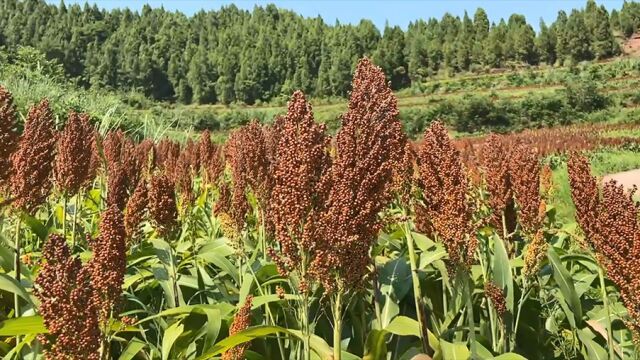 四川南充开启红高粱凸酒文化旅游周活动