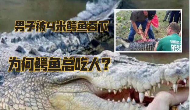 男子被4米鳄鱼吞下,破开肚子已腐烂,为何鳄鱼总吃人?如果遇见鳄鱼该如何自救?