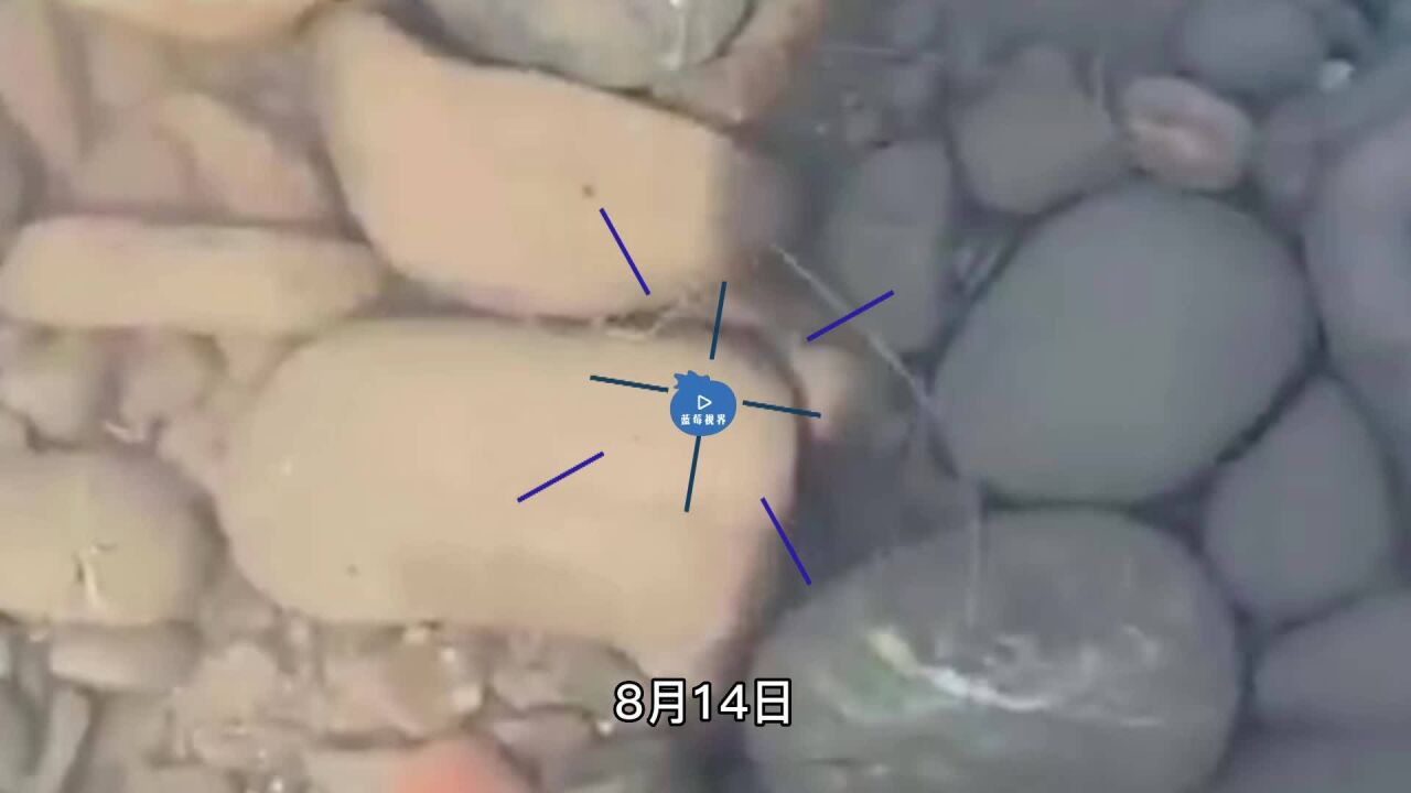 四川疑似出现“龙线虫”?专家:不用惊慌,是普通的线虫