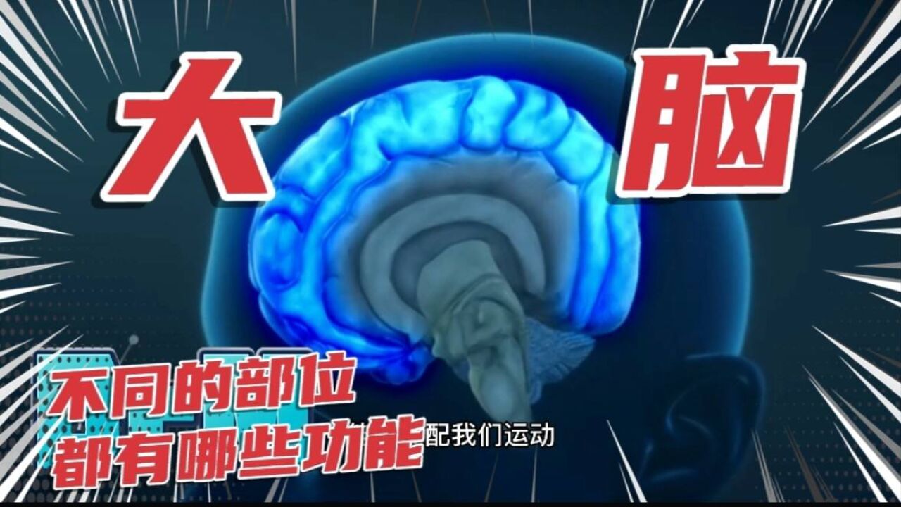 【涨知识】我们的大脑,不同部位有哪些不同功能?你知道吗?