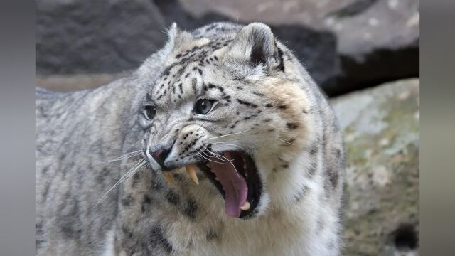 新疆拍到雪豹野外挂爪珍惜视频