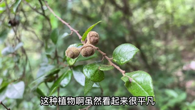 檵木又名白花檵木,被称为“天然创口贴”,把叶子捣碎作用厉害了