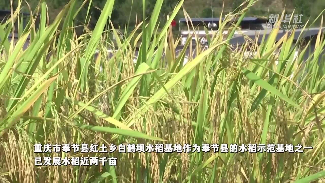 新华全媒+|重庆奉节:大旱之下保稳产 秋收时节迎丰收