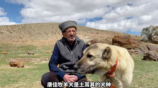 百岁老人与康加牧羊犬世代纠缠的感情,是亲情还是友情?