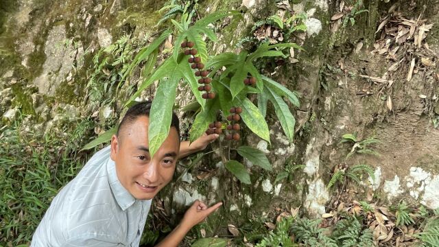 一棵生长在石头上的珍贵稀有植物 ,很多人没见过,更别说吃它了