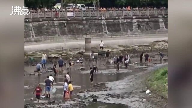 四川隆昌鱼群跃出水面如同下饺子 市民提桶拿网逮鱼