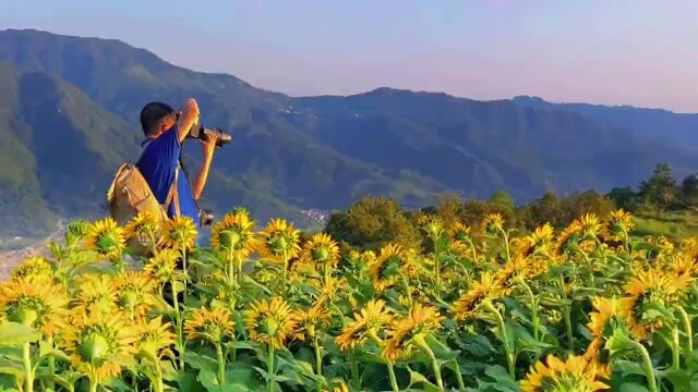 惊艳!这片高山向日葵花海开了!超大规模免费观赏