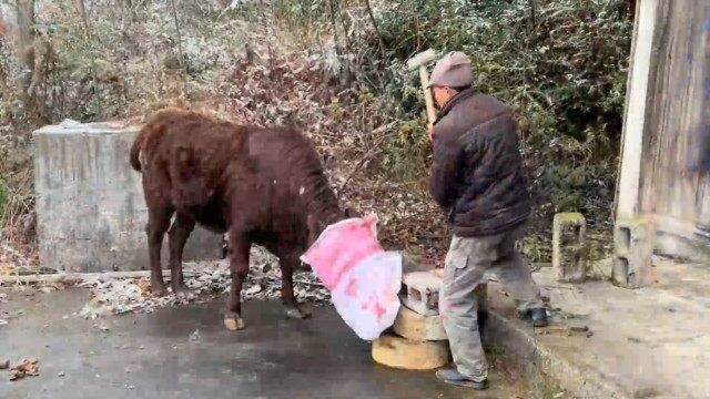 农村大爷杀牛现场,老黄牛被送上断头台,最后场景让人泪目