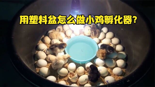 用塑料盆怎么做小鸡孵化器?设备制作很简单,在家就能开“农场”