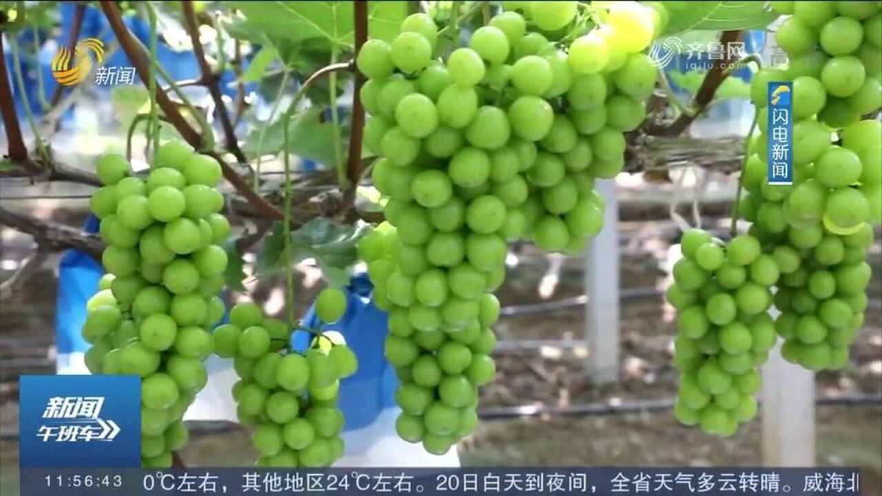 果香四溢!菏泽:百亩阳光玫瑰喜获丰收,果农开启“甜蜜事业”