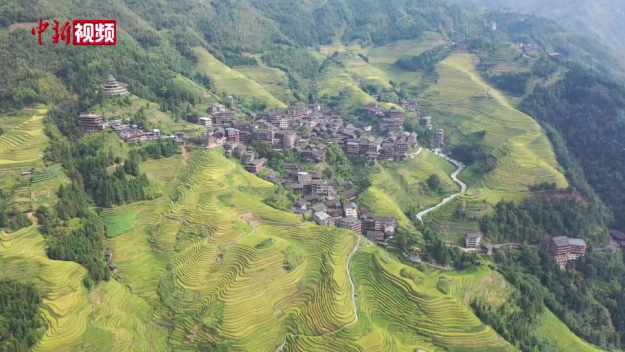 广西龙脊梯田金秋九月呈“金渐层”景观