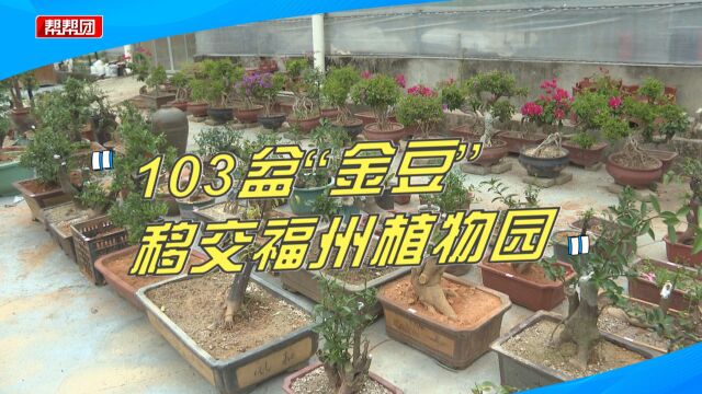 非法采挖103盆“金豆”还在网络平台售卖,结果民警找上门了!