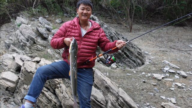 小韩钓鳡鱼回家加餐,晚上弄着鱼头鱼尾红烧,鳡鱼这样吃法很过瘾