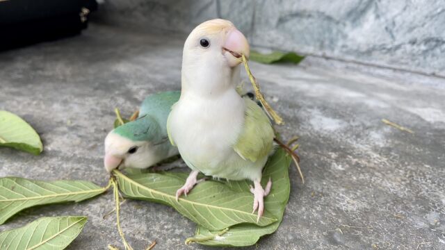 网上都说它是为了做窝,我咋看它像是在装饰自己呢