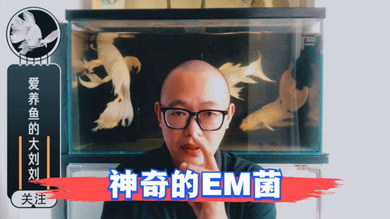 到底什么是EM菌?它是干什么的?拌鱼粮?