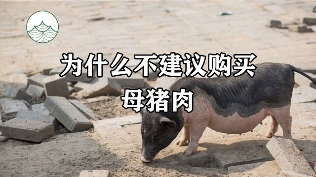 为什么不建议购买母猪肉