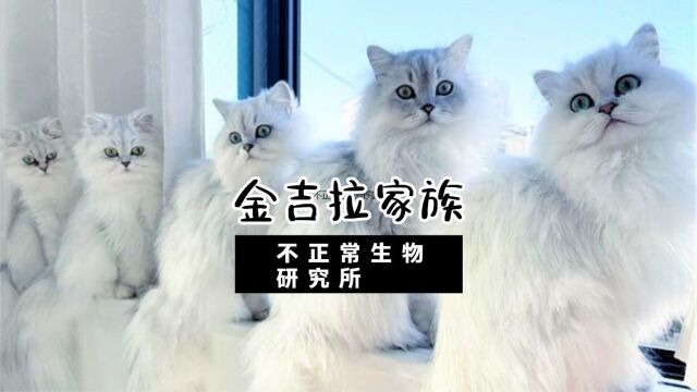 日本饲主家里有一个金吉拉家族,一共12只,网友:复制粘贴一样