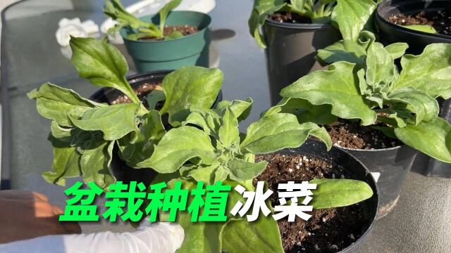 冰菜不好买,教你自己动手在阳台楼顶上盆栽种植冰菜,凉拌最好吃