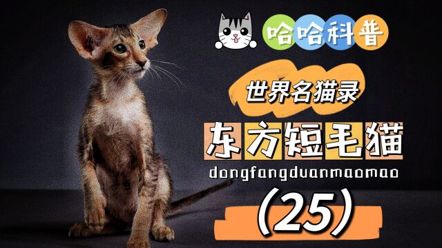 世界名猫录东方短毛猫(25)