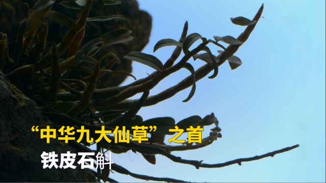 《本草纲目》中记载的“救命仙草”,铁皮石斛是如何种植的