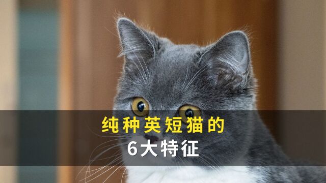 纯种英短猫的6大特征