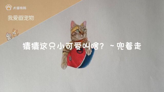 我爱画宠物25:猜猜这只小可爱叫啥?~兜着走