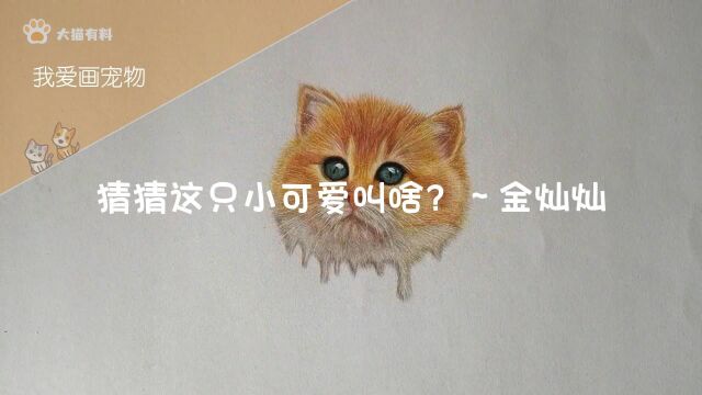 我爱画宠物33:猜猜这只小可爱叫啥?~金灿灿