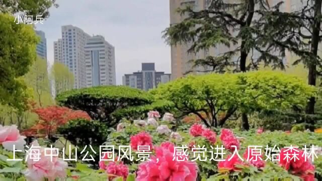 上海中山公园风景,感觉进入原始森林