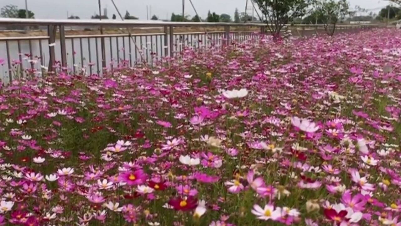 金秋十月,佛山三水芦苞大片花海惹人陶醉