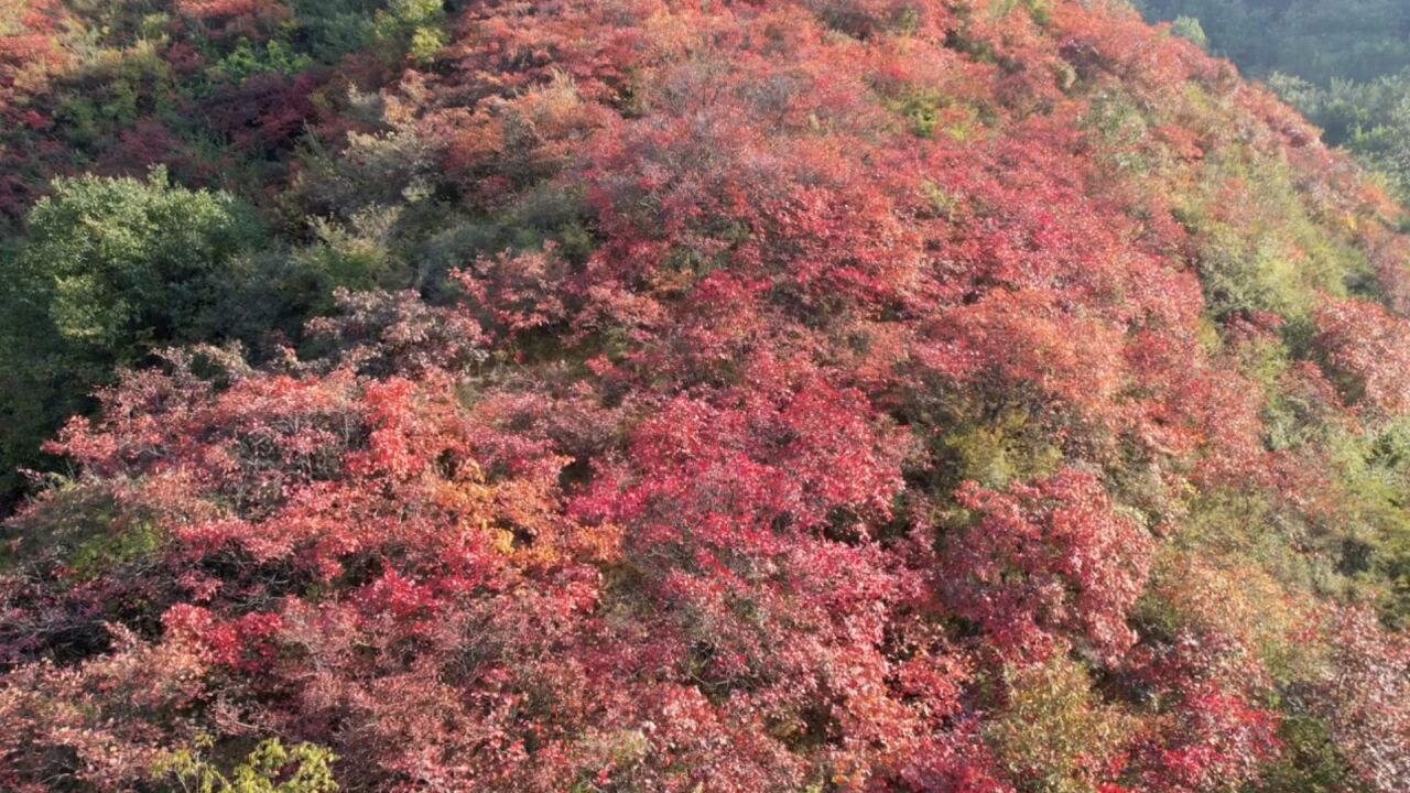 一叶知秋!航拍河南长寿山漫山红遍 层林尽染美不胜收