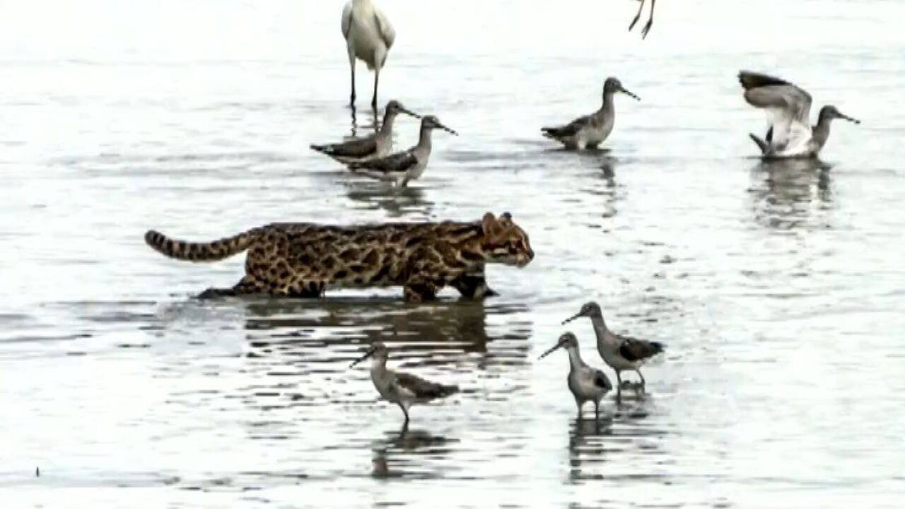 深圳湾生态越来越好,野生豹猫罕见白天“逛”公园