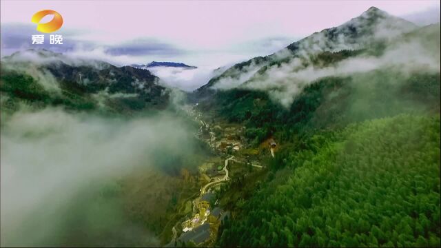 “沁甜”的湖南ⷥ𜠥•Œ:大鲵换来金银山