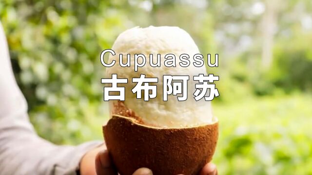 巴西国果古布阿苏Cupuassu,好想吃它做成的巧克力