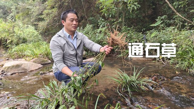 有人重托找“牛膝”,肉质根茎作用很多,可惜认识的人却很少