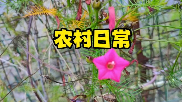 农村日常生活记录