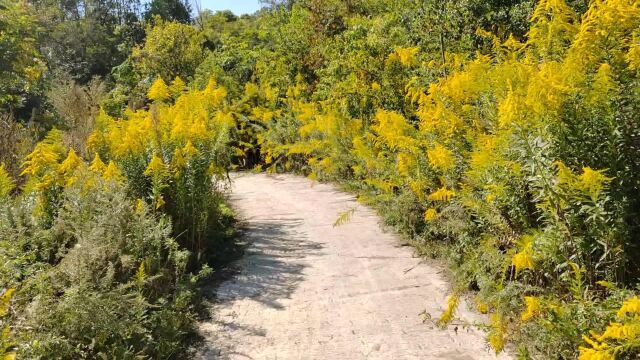 穿过长满一枝黄花的小路,发现一座土地庙,还有风景秀丽的水库