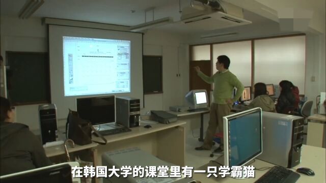 大学惊现学霸猫,还拿了大学学历,你愿意和它做同学吗