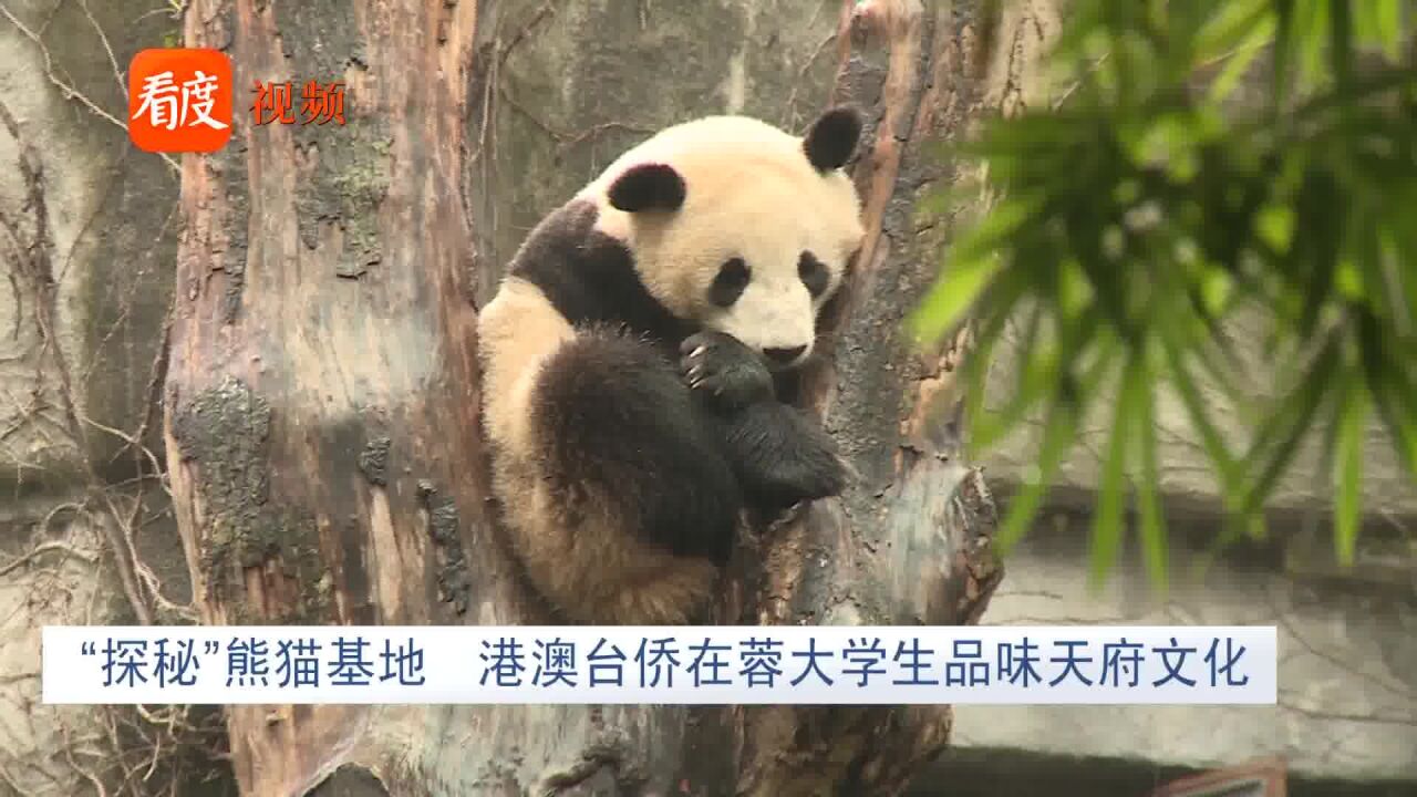 四川:“探秘”熊猫基地,港澳台侨在蓉大学生品味天府文化