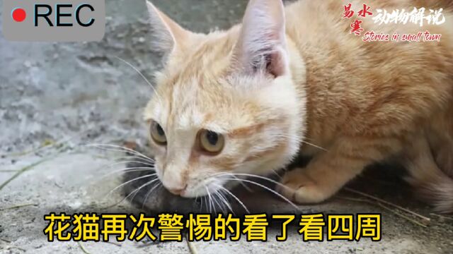 猫一口咬住老鼠,直接把老鼠咬的骨断筋折!