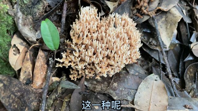 大山里这种菌类,问了12个城市人都说不认识,看看你知道吗?