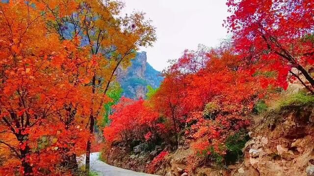 郑国渠旅游风景区红叶节门票火热售卖中~ “拜水都江堰,观峡郑国渠” 仅39.9元抢购成人门票1张 赏万亩红叶彩林