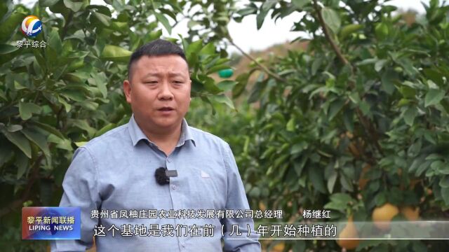 肇兴皮林:“柚”迎丰收季 游客采摘忙